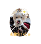 夏だぁ〜白犬（個別スタンプ：12）
