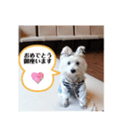 夏だぁ〜白犬（個別スタンプ：14）