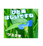 横浜で見られる山野草（個別スタンプ：10）