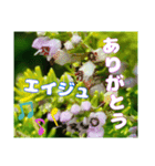 横浜で見られる山野草（個別スタンプ：25）