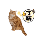 2023/6/29（個別スタンプ：15）