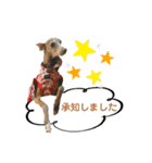 そんながっつりしないで（個別スタンプ：16）