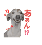 そんながっつりしないで（個別スタンプ：21）