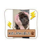 我が家の家族！チャーリーです！！（個別スタンプ：6）