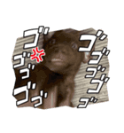 我が家の家族！チャーリーです！！（個別スタンプ：7）