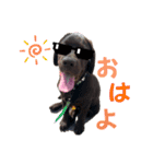 我が家の家族！チャーリーです！！（個別スタンプ：12）