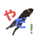 我が家の家族！チャーリーです！！（個別スタンプ：13）