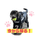 我が家の家族！チャーリーです！！（個別スタンプ：14）