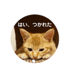 るぅのスタンプ1st（個別スタンプ：21）