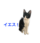 くるみ猫スタンプYK②（個別スタンプ：2）