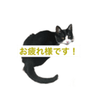 くるみ猫スタンプYK②（個別スタンプ：3）