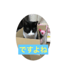 くるみ猫スタンプYK②（個別スタンプ：7）