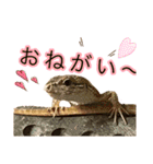 キャワウィイ カナヘビスタンプ第三弾（個別スタンプ：2）