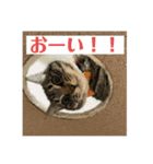 すずとベル第2弾（個別スタンプ：2）