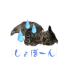 すずとベル第2弾（個別スタンプ：3）
