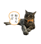 すずとベル第2弾（個別スタンプ：5）