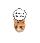 レオと野良ちゃんのスタンプ（個別スタンプ：2）