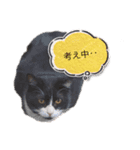 レオと野良ちゃんのスタンプ（個別スタンプ：5）