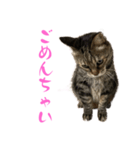 トラキチスタンプ第2弾（個別スタンプ：3）
