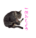 トラキチスタンプ第2弾（個別スタンプ：5）