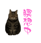 トラキチスタンプ第2弾（個別スタンプ：6）