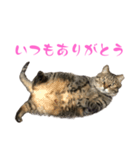 トラキチスタンプ第2弾（個別スタンプ：8）