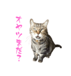 トラキチスタンプ第2弾（個別スタンプ：15）