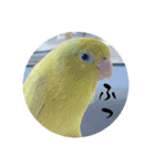 マメルリハ達8（個別スタンプ：5）