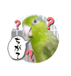 マメルリハ達8（個別スタンプ：6）