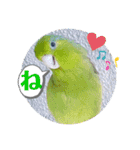 マメルリハ達8（個別スタンプ：10）