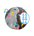 マメルリハ達8（個別スタンプ：11）