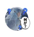 マメルリハ達8（個別スタンプ：12）