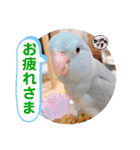 マメルリハ達8（個別スタンプ：15）