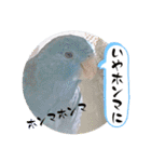 マメルリハ達8（個別スタンプ：16）
