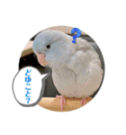 マメルリハ達8（個別スタンプ：19）