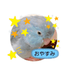 マメルリハ達8（個別スタンプ：20）