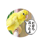 マメルリハ達8（個別スタンプ：21）