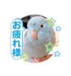 マメルリハ達8（個別スタンプ：24）