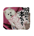 ぽめ兄妹（個別スタンプ：5）