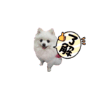 ぽめ兄妹（個別スタンプ：6）