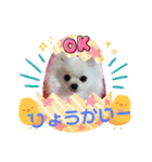 ぽめ兄妹（個別スタンプ：12）
