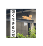 俺には俺の生き方がある〜全員集合〜（個別スタンプ：5）