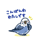 セキセイインコLINEスタンプ 青白ちゃん（個別スタンプ：3）