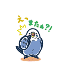 セキセイインコLINEスタンプ 青白ちゃん（個別スタンプ：16）