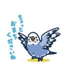 セキセイインコLINEスタンプ 青白ちゃん（個別スタンプ：25）