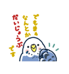 セキセイインコLINEスタンプ 青白ちゃん（個別スタンプ：35）