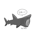 サメのいろいろスタンプ（個別スタンプ：21）