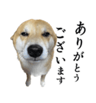 あざとかわいい柴犬こたろうの日常 その4（個別スタンプ：5）