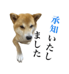 あざとかわいい柴犬こたろうの日常 その4（個別スタンプ：9）