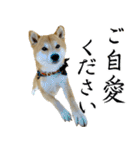 あざとかわいい柴犬こたろうの日常 その4（個別スタンプ：11）